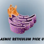endoplasmic reticulum pick up lines